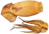 Hot smoked shortfin squid, 1 kg