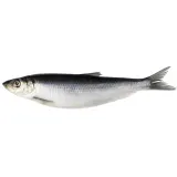 Salted atlantic herring with head, 1 kg
