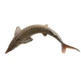Gutted, chilled Siberian sturgeon, 1 kg