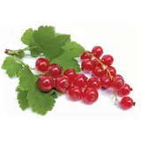 Red currants, 250 g