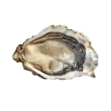 Oyster PREMIER SEAFARMERS FINES, No. 4
