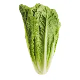 Salad MINI ROMANA