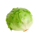 Lettuce ICEBERG