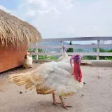 Kepta kalakutiena