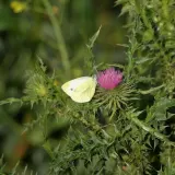 White cabbage