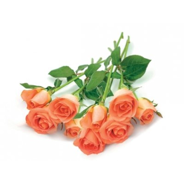 Skintos rožės, 50 cm, 9 vnt.