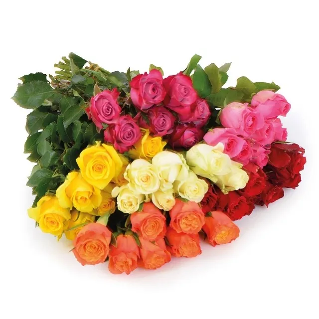 Skintos rožės 40 cm, 7 vnt.