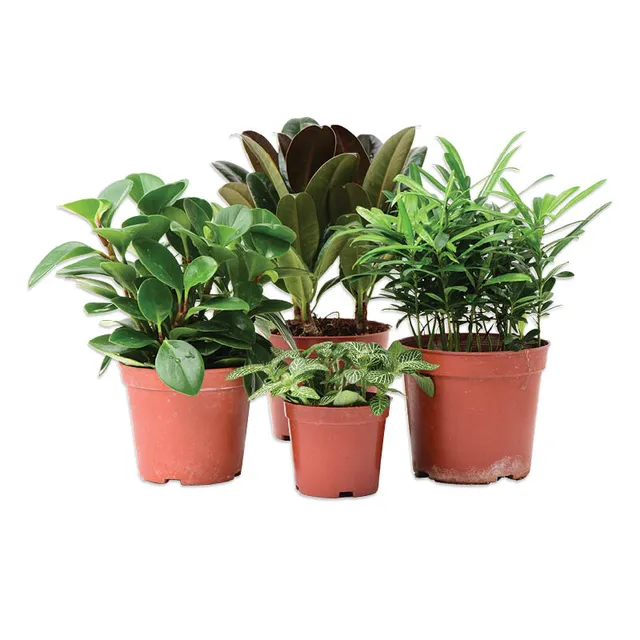 Lapinis augalas MIX, vazono skresmuo 17 cm