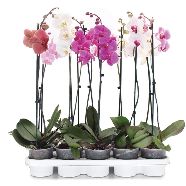 Žydintis augalas ORCHIDĖJA (2 Stiebai), vazono skersmuo 12 cm
