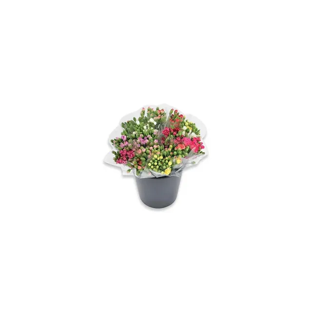 Skintos gėlės GVAZDIKAI SMULKIAŽIEDŽIAI, 50 cm, 10 vnt
