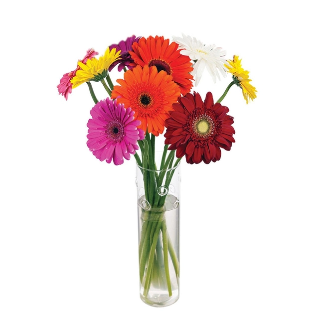 Skintos gėlės gerberos BON VIA FLORA, 50 cm., 7 vnt