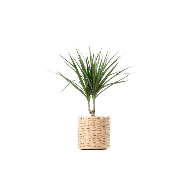 Lapinis augalas DRACENA