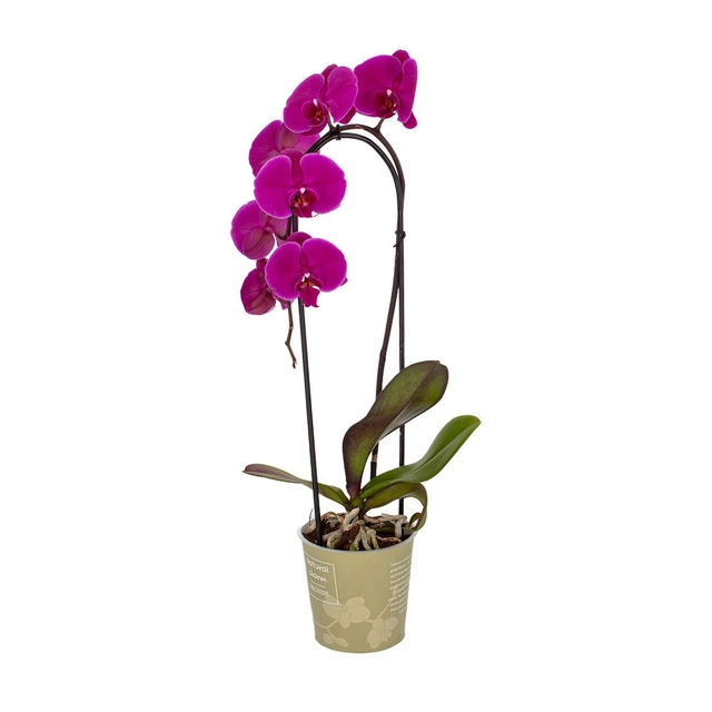 Žydintis augalas ORCHIDĖJA BON VIA FLORA, 1 stiebas