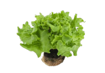 Lapinės salotos vazonėlyje LOLLO BIONDO, 1 vnt.
