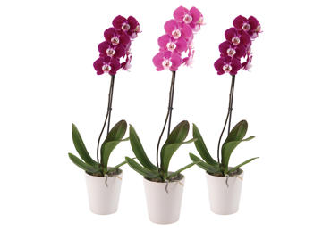 Vazozinė gėlė orchidėja