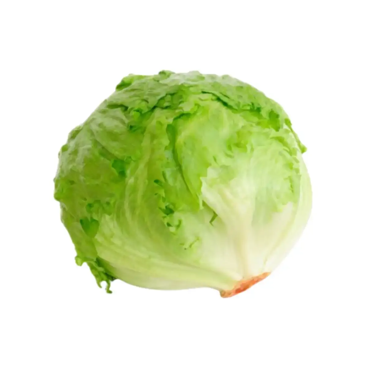 Salotos ICEBERG