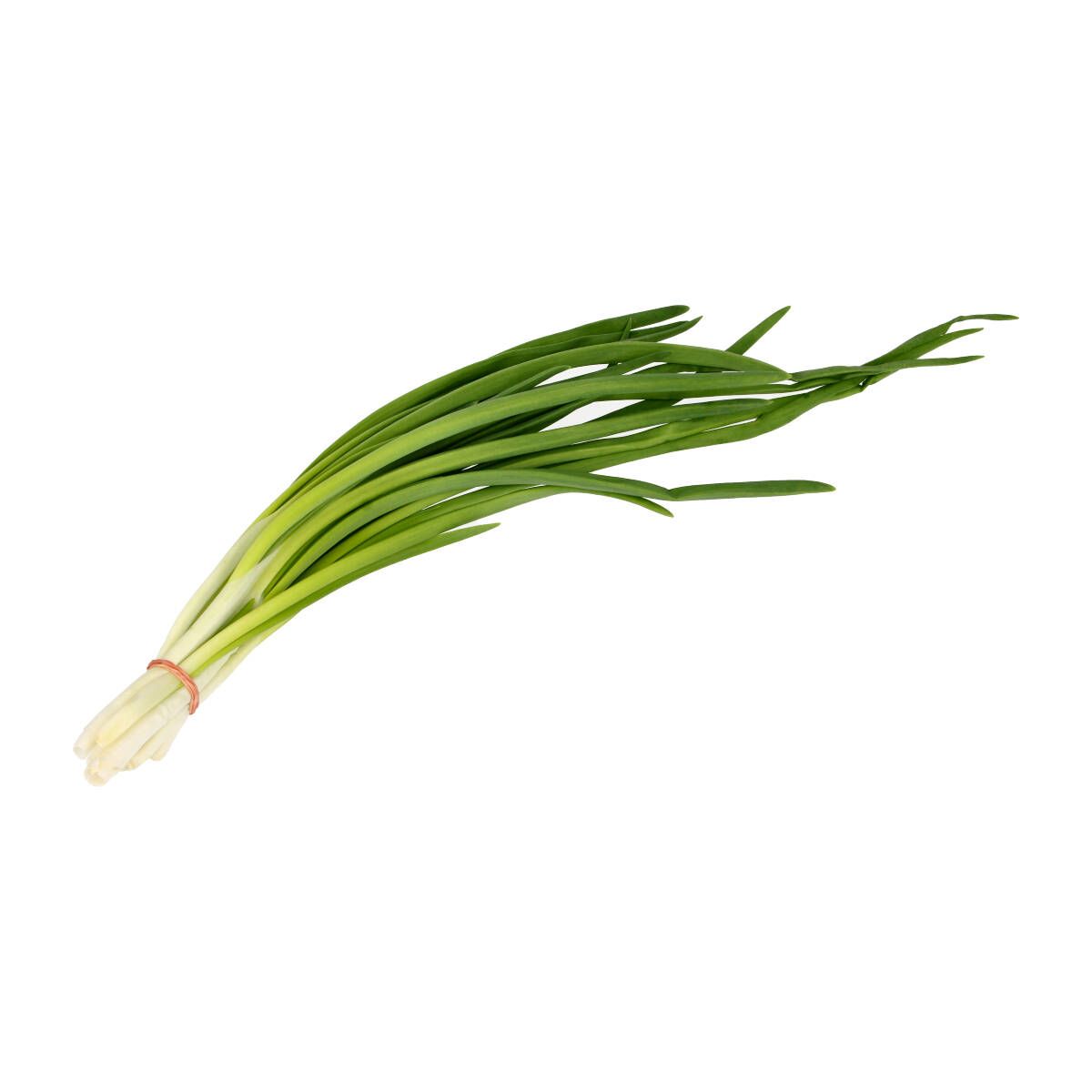 Svogūnų laiškai, II kl.