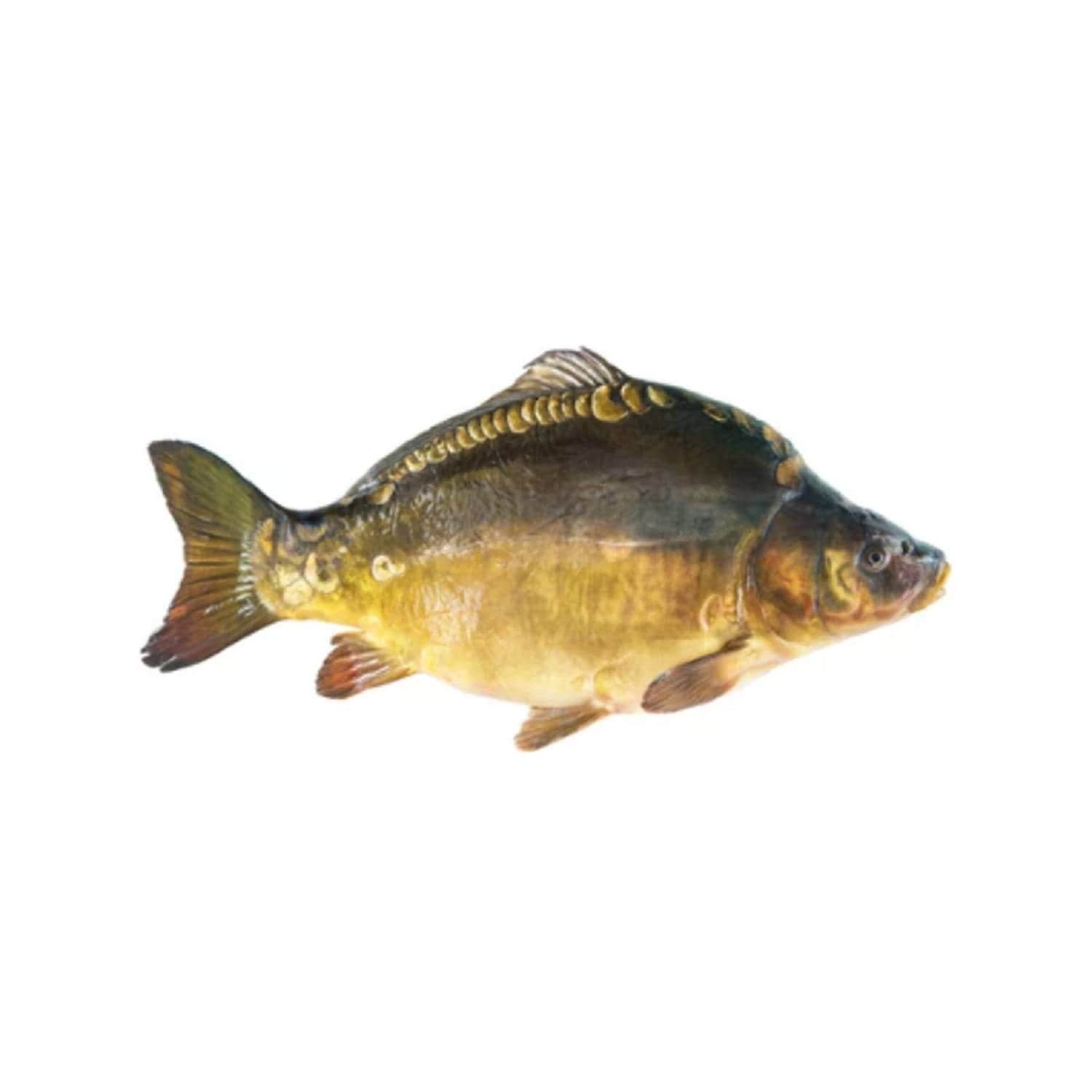 Chilled common carp KINTAI, 1 kg