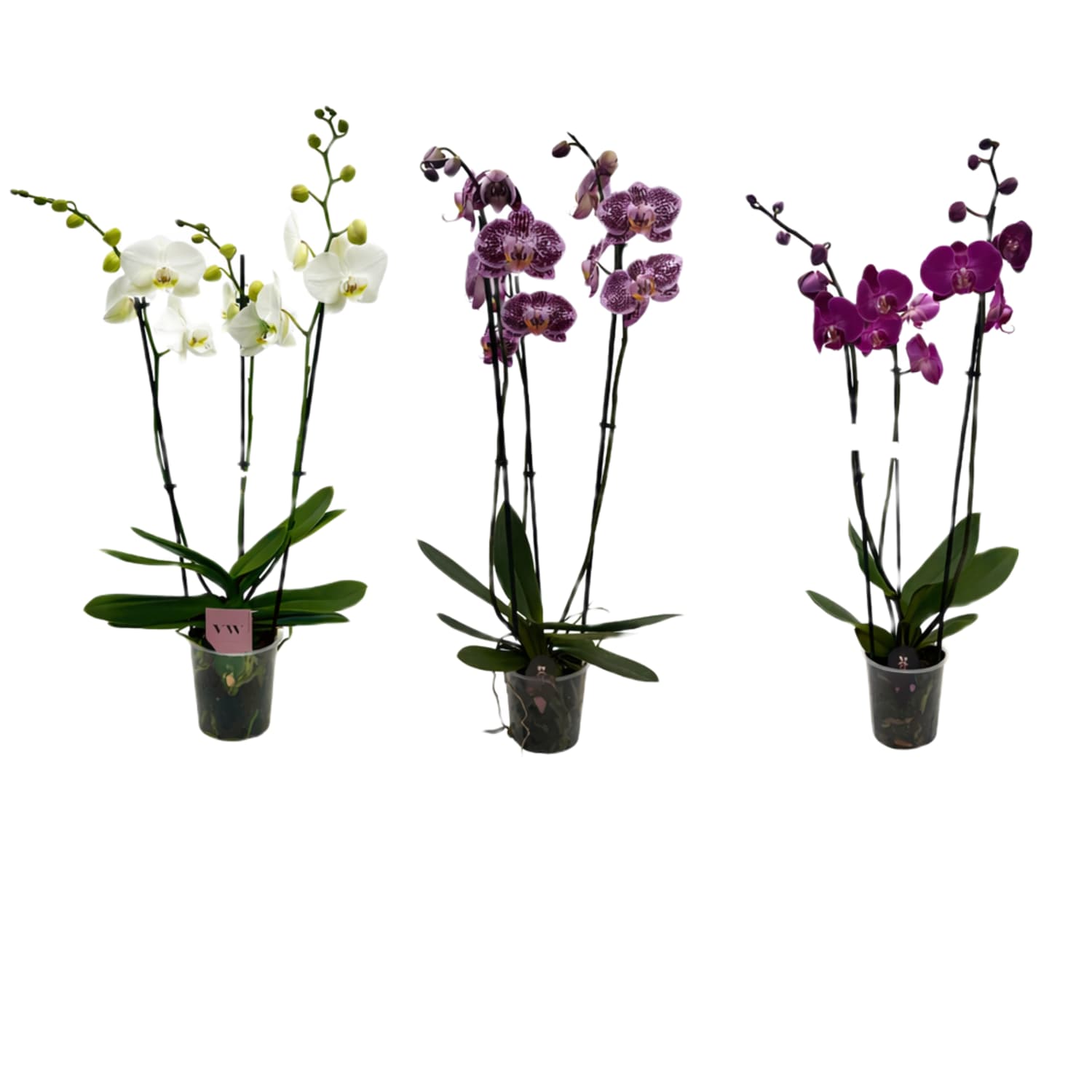 ICA orchidėja Phalaenopsis, 3 stiebai