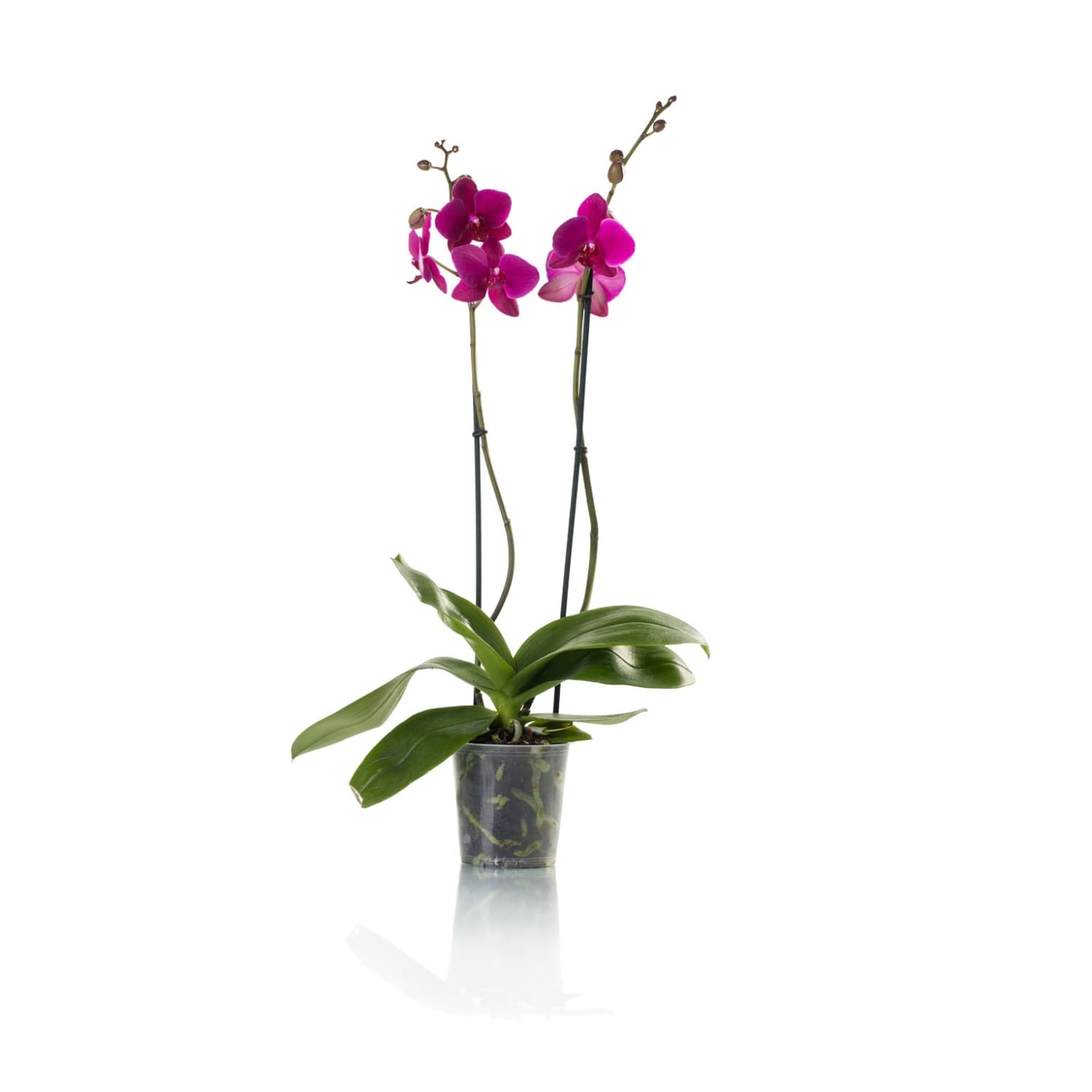 Dvistiebė orchidėja, 1 vnt