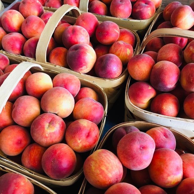 Persikas