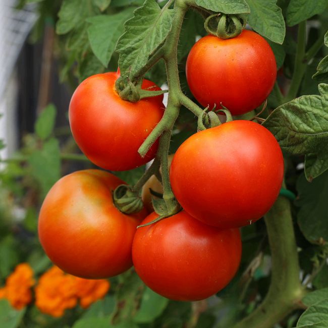 Pomidoras